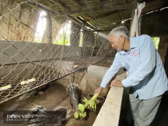 Quảng Ngãi: Ông nông dân nuôi con đặc sản đầy gai nhọn hoắt, trồng vườn "lung tung" mà thành tỷ phú