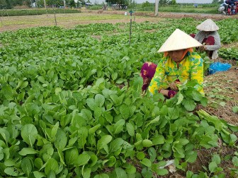 Trạm Khuyến nông huyện Chợ Mới tuyên truyền nông dân sản xuất rau an toàn