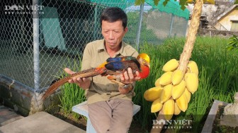 Nam Định: Nuôi đủ các loài chim quý hiếm, độc lạ, ông nông dân này chăm đã nhàn lại thu hàng trăm triệu đồng