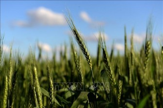 Quốc gia đầu tiên trên thế giới cấp phép sản xuất và tiêu thụ lúa mì biến đổi gen
