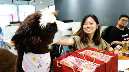 Lạc đà Alpaca -Thú cưng mới lạ nơi văn phòng