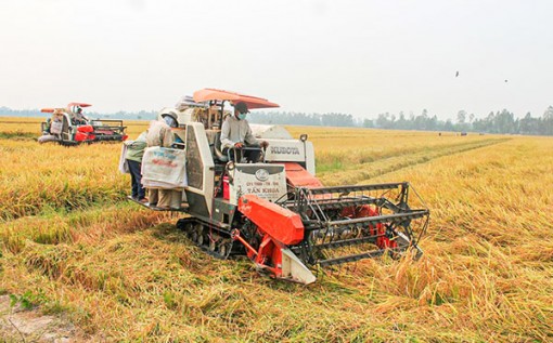 ĐBSCL: Giá thành sản xuất lúa được kéo giảm