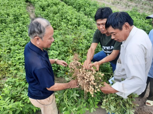 Mô hình trồng cây đậu phộng trên nền đất lúa