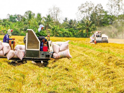 Cần Thơ: Phát triển cánh đồng lớn giúp nâng cao lợi nhuận cho nông dân