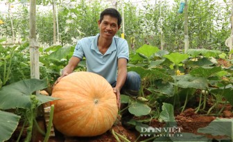 Lâm Đồng: Anh nông dân Đà Lạt trồng kiểu gì mà trái bí ngô nặng tới gần cả tạ?