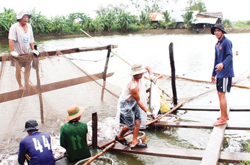 Mở rộng thị trường tiêu thụ nội địa cho con cá tra