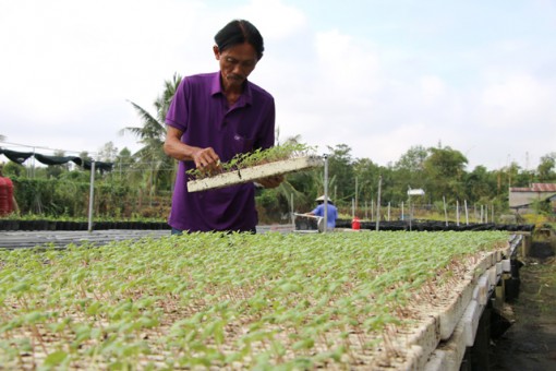 Nhiều giống hoa, kiểng mới phục vụ thị trường Tết Nguyên đán 2021