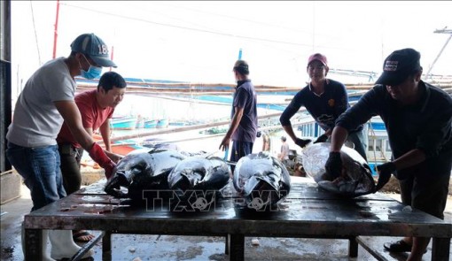 Hiệp định EVFTA: Cơ hội lớn cho ngành chế biến cá ngừ