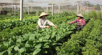 Bắc Giang: Trồng rau, hoa trong nhà lưới, công ty thu mua hết, nhiều nông dân thu tiền tỷ