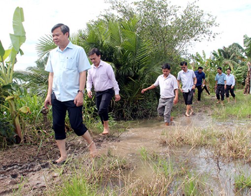 Nông dân cần tranh thủ thu hoạch lúa Thu đông khi thời tiết thuận lợi