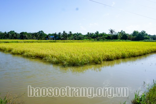 Tôm – lúa và mục tiêu xây dựng thương hiệu