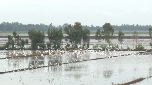 Hàng ngàn con cò trắng bay về tìm thức ăn trên các cánh đồng