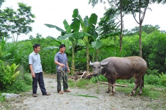 Tuyên Quang: Nông dân khá giả lên thấy rõ nhờ nuôi trâu, nuôi bò vỗ béo