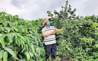 Mô hình trồng xen cây ăn quả trong vườn cà-phê ở Đăk Hà