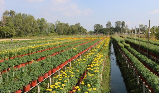 Châu Thành đẩy mạnh tái cơ cấu nông nghiệp