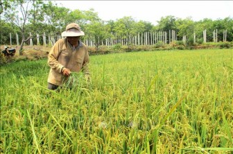 Gia Lai: Ứng dụng nhiều biện pháp phục hồi đất nông nghiệp
