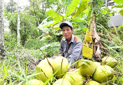 Hơn 20 năm mưu sinh trên ngọn dừa