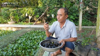 Ninh Bình: Chán nuôi cá cảnh chuyển sang nuôi ốc nhồi đặc sản, ao sạch, vườn đẹp, ông nông dân làm giàu như chơi