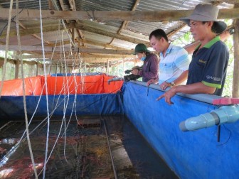 Hiệu quả từ mô hình nuôi lươn công nghệ cao