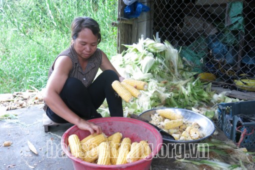 Phất lên nhờ trồng cây bắp