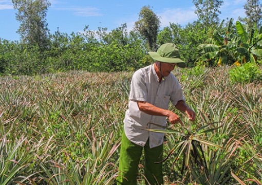 Người trồng khóm lo lắng