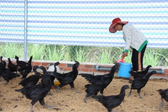 Tây Ninh: Nuôi loài gà lạ "đen quá trời đen", 2 nông dân này bất ngờ lời lớn, mỗi tháng đút túi 80 triệu
