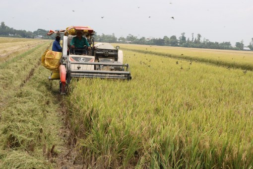 Giá lúa tăng, dễ tiêu thụ