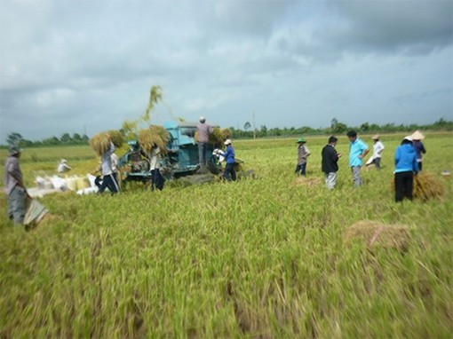 An Giang: Tạo vùng nguyên liệu sản xuất lúa Nhật chất lượng cao