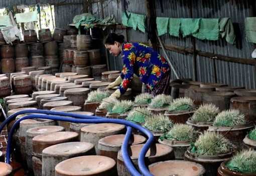 Nghề làm giá đậu