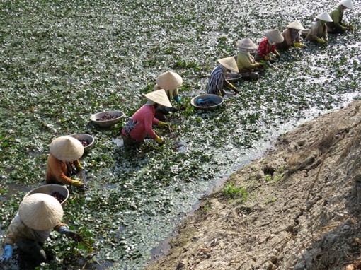 Giá củ ấu giảm