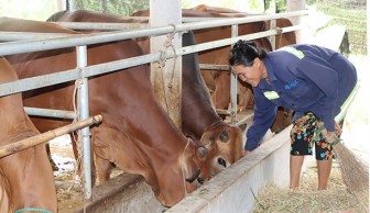 Hà Tĩnh: Nông nuôi bò vỗ béo hiệu quả, đời sống khá giả