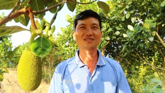 Thu nhập ổn định từ trồng mít Thái