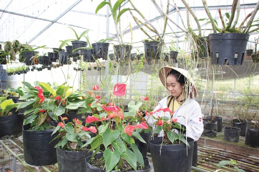 Trồng hoa đón Tết