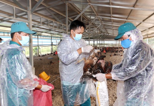 Long An: Tiêu hủy 12.000 con gà nhiễm H5N1