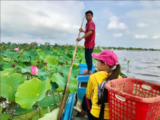 Thu nhập gần 80 triệu đồng/ha nhờ trồng sen trên đất lúa mùa nước nổi