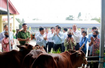 Trao 100 con bò giống cho hộ nghèo đồng bào dân tộc thiểu số Khmer huyện Tri Tôn