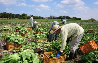 RCEP sẽ tạo ra cơ hội mới cho các nhà sản xuất và nông dân Nhật Bản