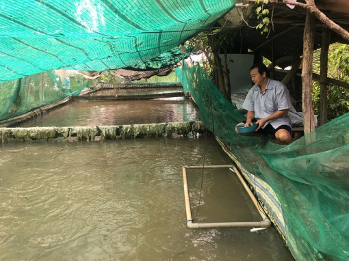 Hiệu quả mô hình nuôi cá lóc trong bể xi-măng