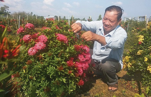 Trồng bông trang làm kinh tế