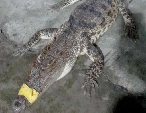 Bạc Liêu: Người dân bắt cá sấu 10kg sổng chuồng