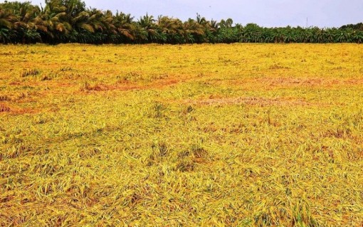 Cà Mau: Thiên tai làm thiệt hại 1.067 tỷ đồng