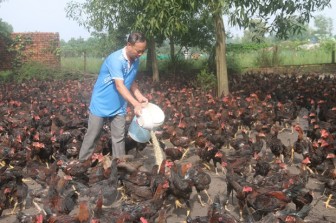 Bà Rịa-Vũng Tàu: Người nuôi gà phục vụ Tết lo lắng khi giá giảm sâu