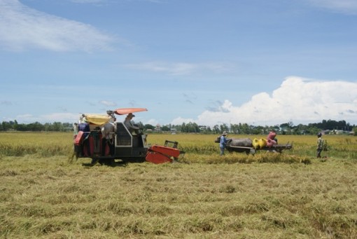 Đồng Tháp phát huy tiềm năng và giá trị ngành nông nghiệp