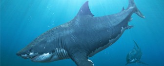 Phát hiện mới về tập tính nuôi con của cá mập lớn nhất thời tiền sử