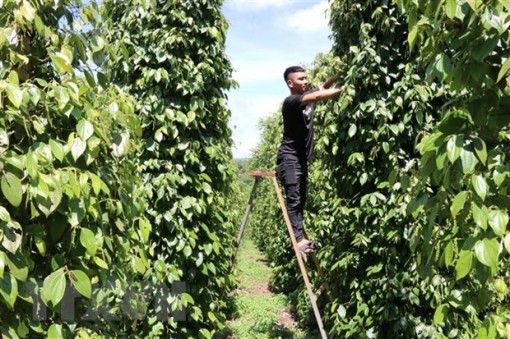 Nông sản Việt ra thị trường thế giới: Nâng cao năng lực thích ứng