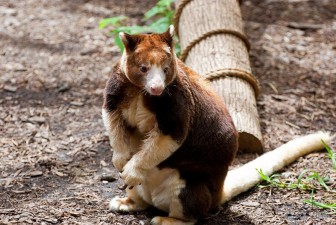 Sinh vật kỳ lạ, 'con lai' giữa kangaroo và vượn cáo