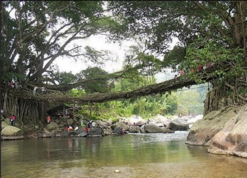 Cầu rễ cây kỳ thú, 'độc nhất vô nhị' ở Indonesia