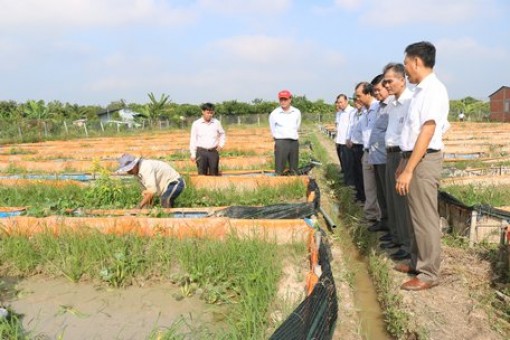 Vĩnh Long: Phát triển mô hình nông nghiệp kỹ thuật cao