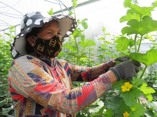 Điểm sáng trong phát triển kinh tế tập thể ở Phú Tân