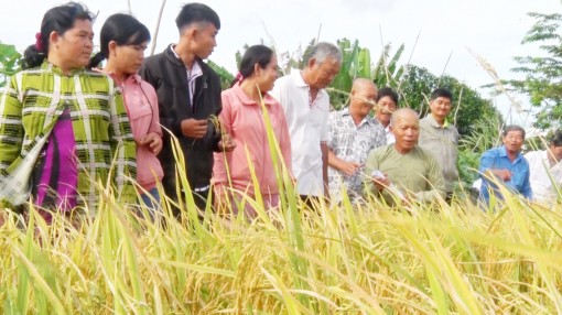 Nông dân Tri Tôn học tập canh tác lúa SRP